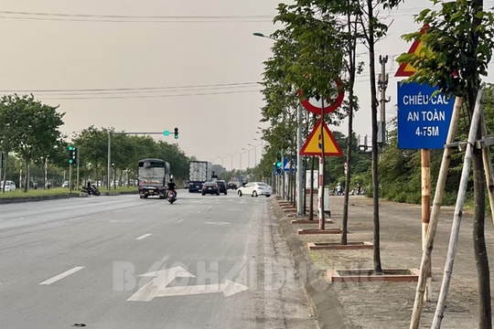 Cây xanh che biển báo giao thông
