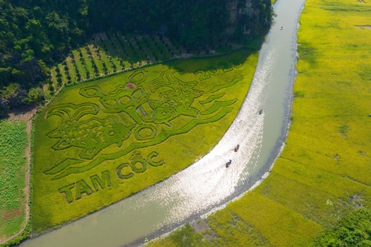 "Cá chép trông trăng" trên cánh đồng Tam Cốc