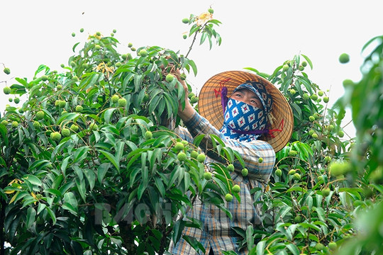 Nông dân Thanh Hà tập trung chăm sóc vải thiều chính vụ