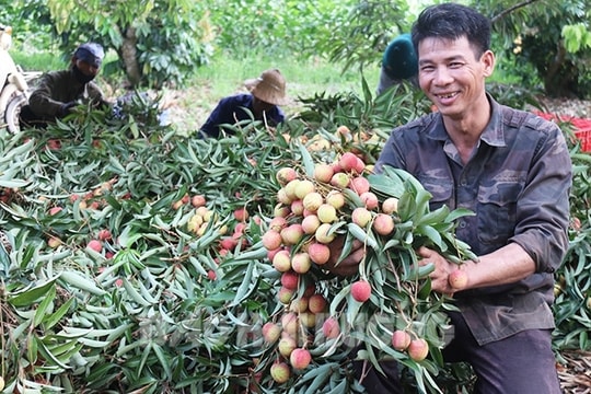 “Vua” vải sớm ở Thanh Hà