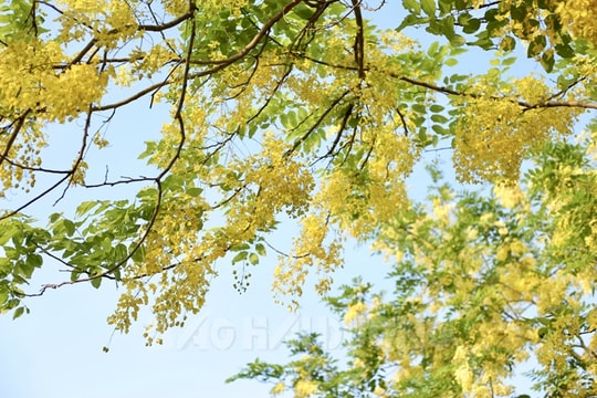 Muồng hoàng yến nhuộm vàng TP Hải Dương