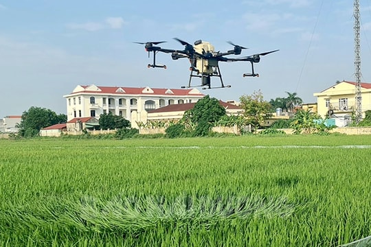 Cánh đồng mẫu lớn ở Cẩm Giàng cho hiệu quả cao hơn từ 20 – 25%