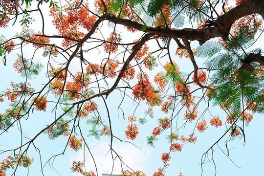 Thành phố muôn sắc hoa