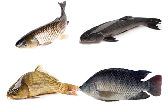 Điểm mặt những loại cá không nên mua