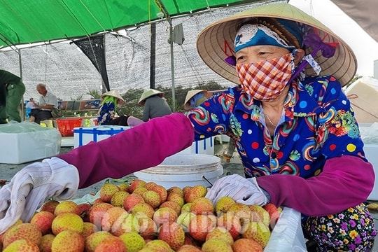 [Audio] Hợp tác xã đưa vải thiều Thanh Hà vào siêu thị