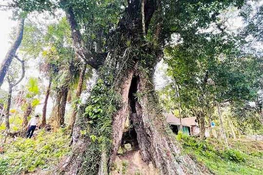 Cây thị 700 tuổi "cứu vua Lê Lợi" được công nhận là Cây di sản Việt Nam