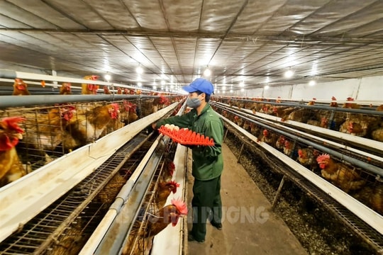 Lập kế hoạch di dời các cơ sở chăn nuôi trong khu dân cư ra khu chăn nuôi tập trung