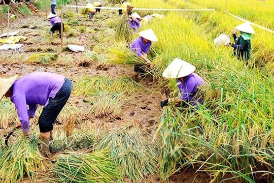 [Video] Organic rice being grown in sand worm fields