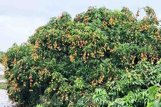 Chi Linh lychee yield rises by 2,000 tons