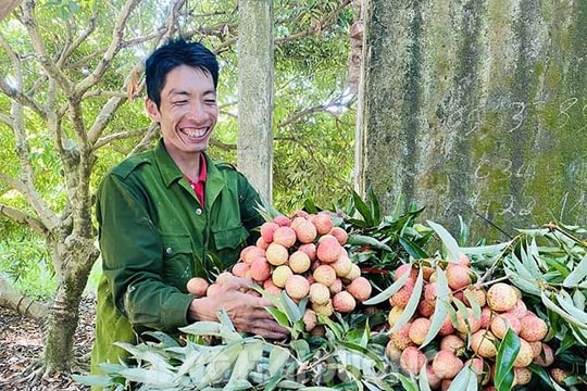 Vui mùa vải sớm Vĩnh Hòa