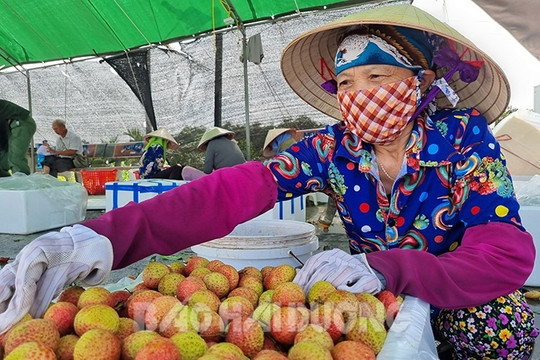 Cooperatives bring Thanh Ha lychees to supermarkets