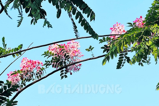 Dịu dàng muồng hoa đào