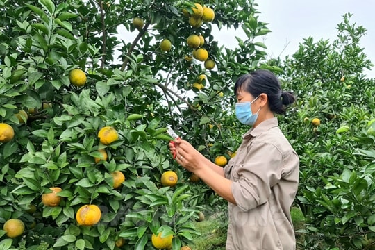 Hỗ trợ 9 tỷ đồng liên kết sản phẩm OCOP
