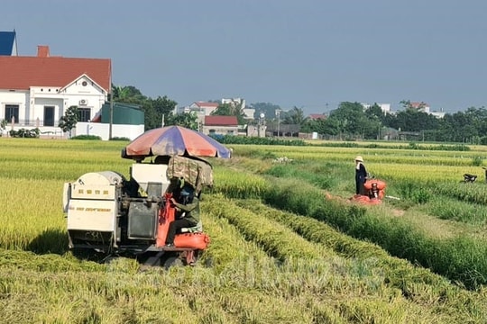 Năng suất lúa đông xuân ở Kim Thành cao nhất tỉnh