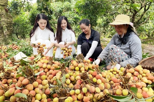 Tập đoàn Aeon khảo sát thu mua vải thiều Thanh Hà