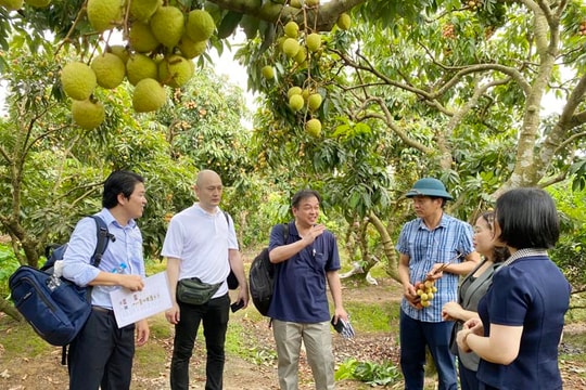 AEON Group surveys Thanh Ha lychees for purchase