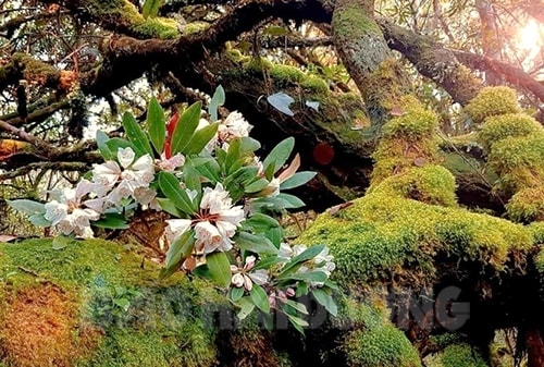 Kỳ thú khu rừng đỗ quyên quý hiếm