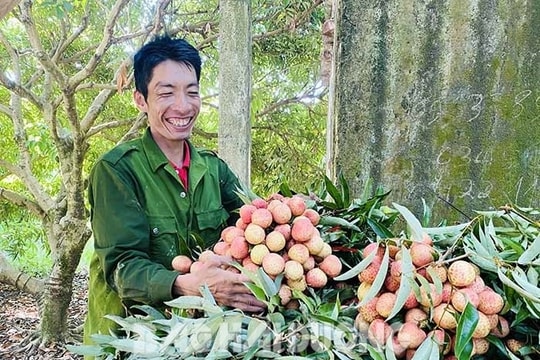 Quê mình mùa vải sớm