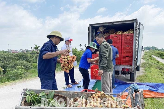 ​11 đơn vị thu mua vải xuất khẩu