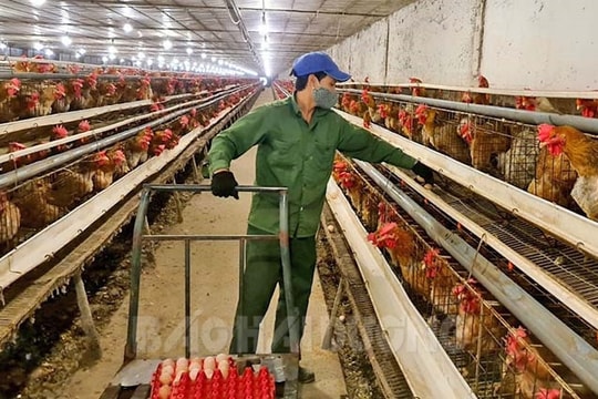 Sản lượng thịt lợn hơi, gia cầm xuất chuồng tăng