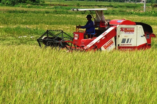 Công ty CP Phát triển nông nghiệp vàng bao tiêu hơn 100 ha lúa