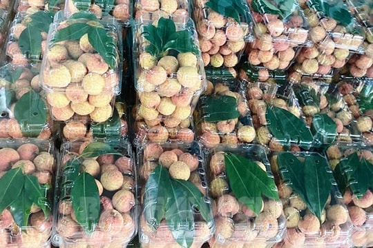 Tons of Thanh Ha lychees exported to Japan, USA, Australia