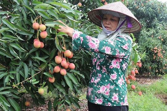 Xuất khẩu 1.000 tấn vải thiều Thanh Hà