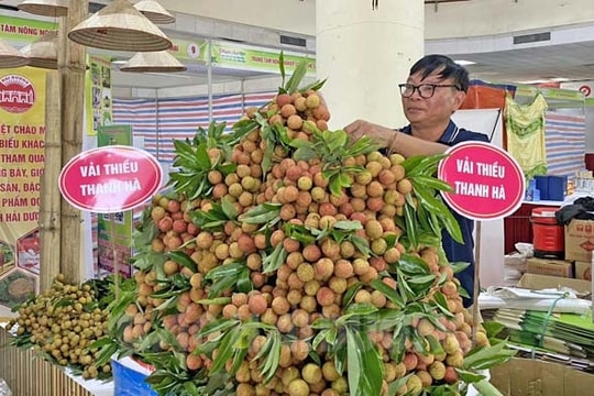 Tiếng thơm cho quả vải 