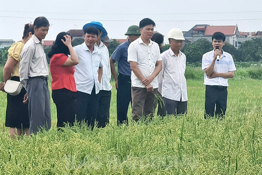 Giải pháp khắc phục tình trạng thiếu lao động trong nông nghiệp