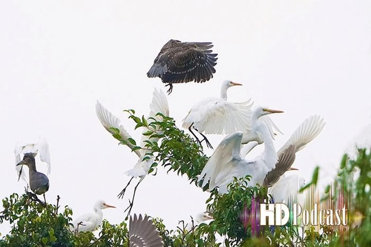 Đảo Cò - "Viên ngọc quý" của du lịch xứ Đông