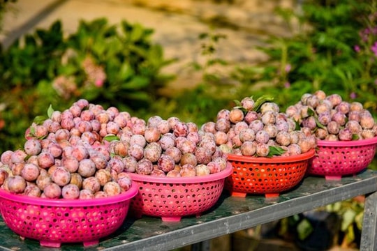 Mùa mận chín Nà Tấu
