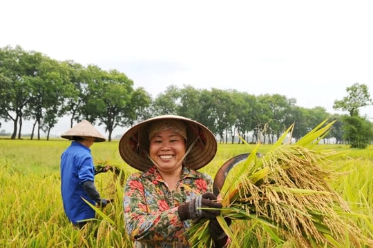 Niềm vui mùa lúa