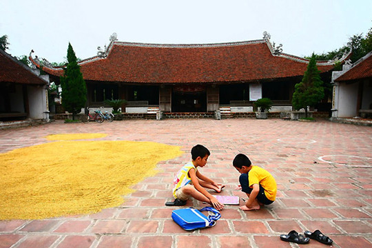 Phơi thóc ngày mùa