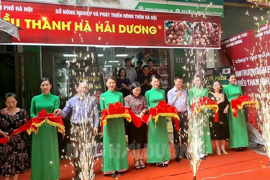 Thanh Ha lychee showrooms open in Ha Noi, Hai Phong, Quang Ninh