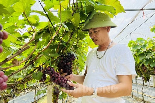 Năng suất, chất lượng nho hạ đen đều tăng