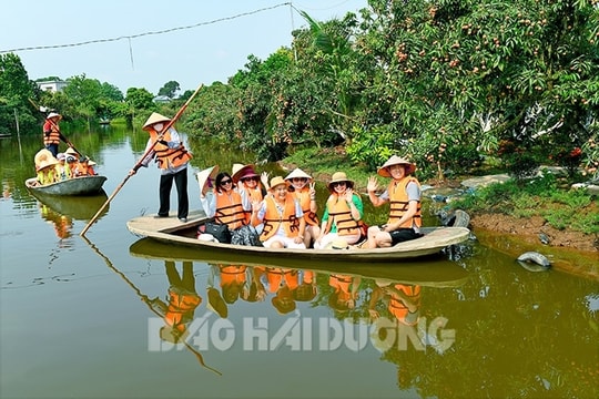 [Photos] Fascinating tours to Thanh Ha gardens during lychee season