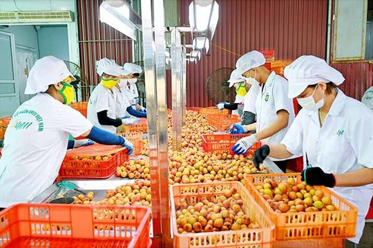 Main-crop Thanh Ha lychee proves high-grade quality