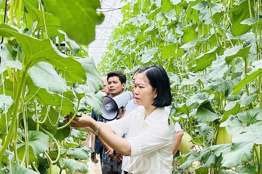 Sử dụng đèn bắt côn trùng mang lại nhiều lợi ích