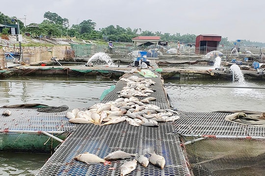 Nhiều hộ nuôi cá lồng ở Nam Sách xuất hiện tình trạng cá chết