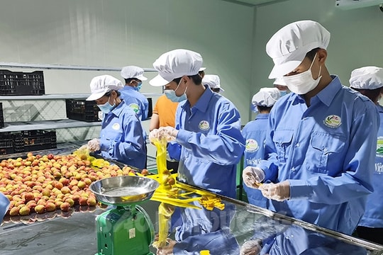Half of Hai Duong lychees exported