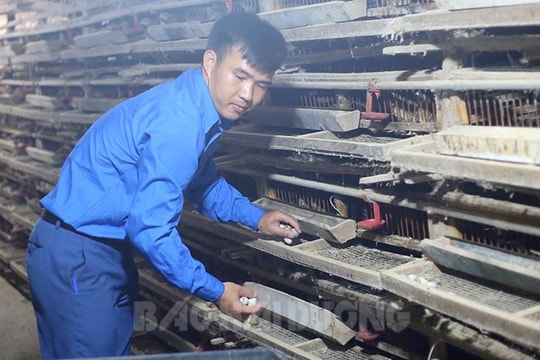 Bí thư Đoàn xã nuôi chim cút