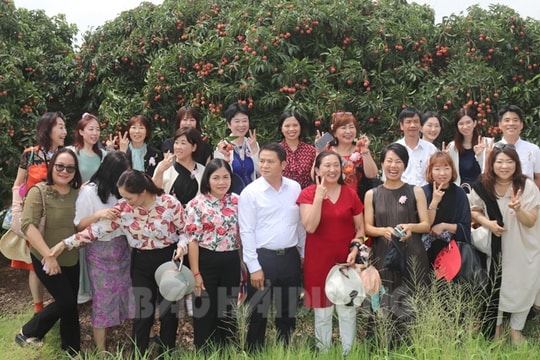More fresh lychees to be exported to Japan