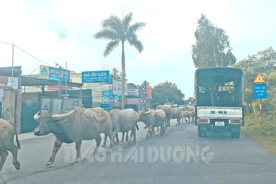 Đàn trâu "diễu hành" trên đường 390B