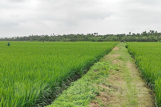 Bẫy chuột an toàn