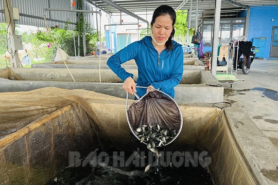 Gần 33% vốn vay từ Quỹ Hỗ trợ nông dân đầu tư vào thủy sản 