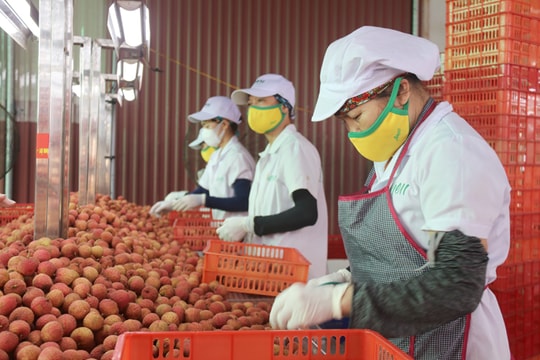 [Video] “Golden time” for Vietnam’s lychee exports coming