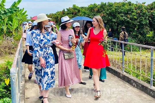 Vải thiều Thanh Hà - Món quà quý với người nước ngoài