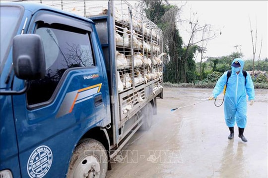 Ngăn chặn vận chuyển trái phép gia cầm vào Việt Nam tại các đầu mối giao thông