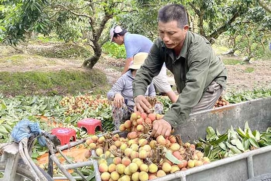 Thanh Hà đã thu hoạch 95% diện tích vải thiều 