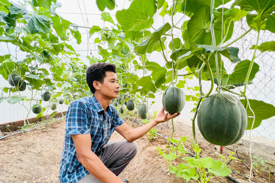 Trồng dưa trong nhà màng kiếm tiền tỷ